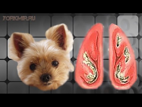 Насморк у собак | Причины | Симптомы | Лечение.