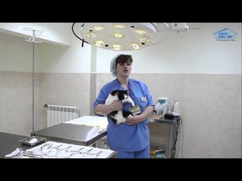 Ветеринарная клиника &quot;Свой Доктор&quot;. Пиометра у собак и кошек симптомы и лечение