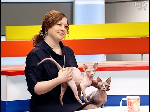 Наталья Романова, заводчик котов породы канадский сфинкс в программе «УТРО» на СТВ