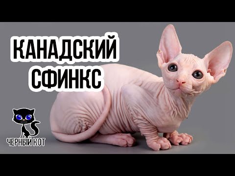 Канадский сфинкс / Интересные факты о кошках