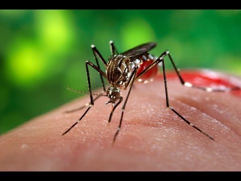 Укус комара - как снять припухлость и кожный зуд| Что делать после укуса