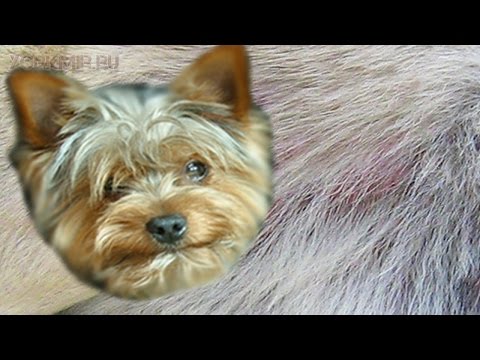 Зуд у собак | Причины | Симптомы | Лечение.