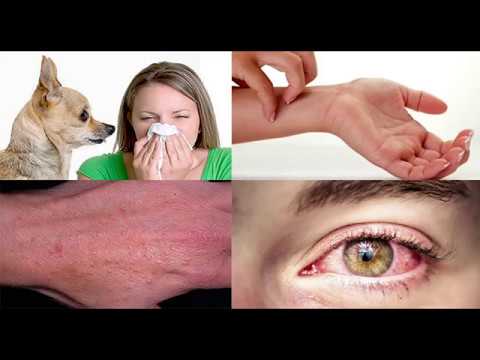 Аллергия на собак. Типичные заблуждения. Что делать?