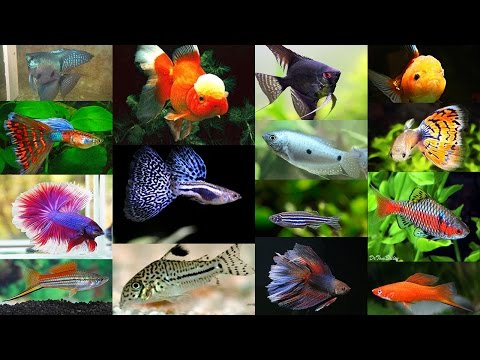 ТОП-10 самых популярных и неприхотливых аквариумных рыбок: их родина и интересные факты