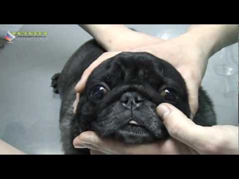 Ветеринария - Первые признаки болезни глаз собак и кошек