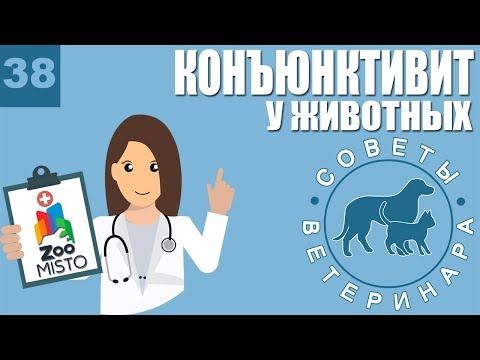 Конъюнктивит у животных | Причины конъюнктивита | Симптомы и лечение болезни | Советы Ветеринара