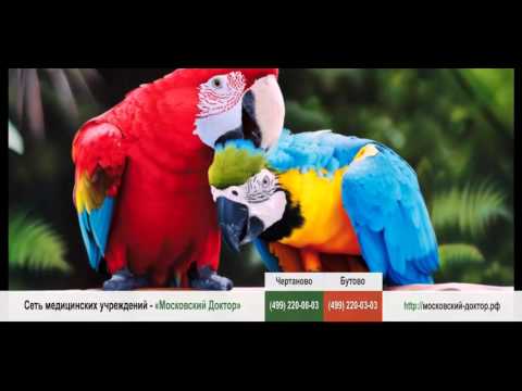 Аллергические реакции на попугаев
