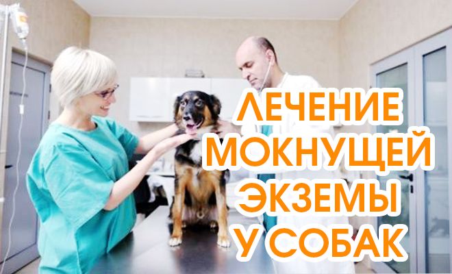 Мокнущая экзема у собак лечение