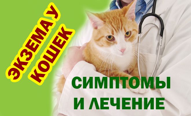Экзема у кошек, симптомы и лечение