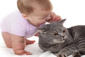Аллергия на кошек у грудничков
