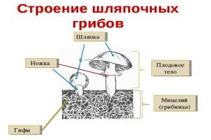 Строение шляпочных грибов