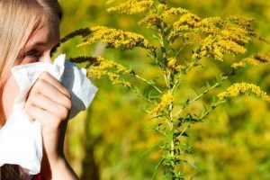Аллергия на сорные травы