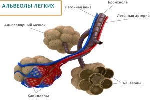 Альвеолы легких