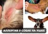 Аллергия у собак на ушах