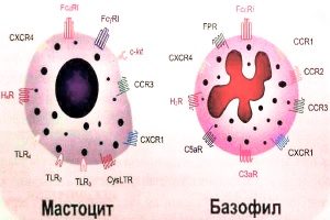 Тучные клетки и базофилы