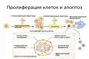 Профлиферация клеток и апоптоз