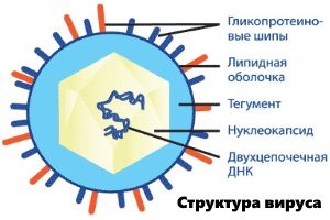 Структура вируса