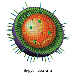 Вирус паротита