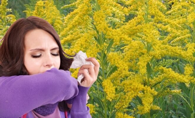 Аллергия на амброзию